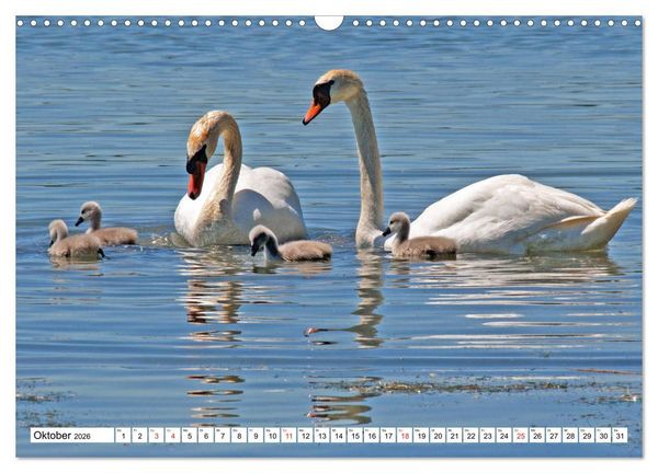 Produktbild: Chiemsee - Sommerferien am bayrischen Meer (Wandkalender 2026 DIN A3 quer), CALVENDO Monatskalender