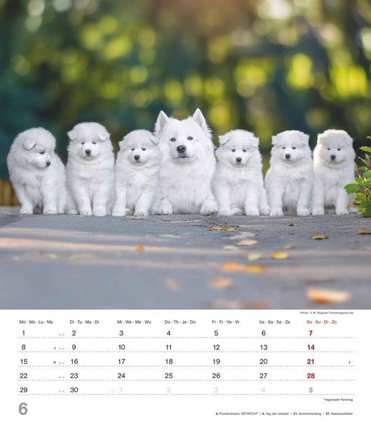 Produktbild: Niedliche Hundekinder 2026 - Wand-Kalender - Tier-Kalender - 30x34