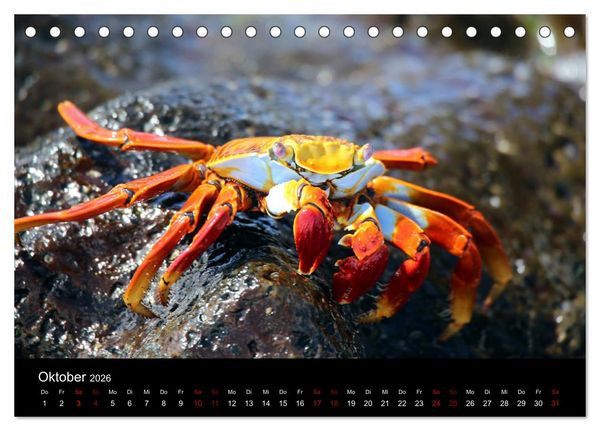 Produktbild: Ama la Vida Ecuador (Tischkalender 2026 DIN A5 quer), CALVENDO Monatskalender