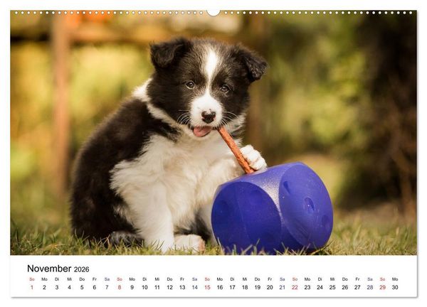 Produktbild: Pfotastische Border Collie Welpen (Wandkalender 2026 DIN A2 quer), CALVENDO Monatskalender