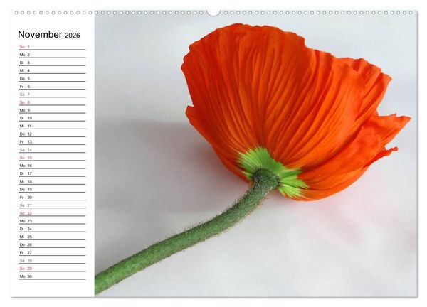 Produktbild: Mohn im Portr&auml;t (Wandkalender 2026 DIN A2 quer), CALVENDO Monatskalender