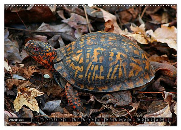 Produktbild: Turtles and Tortoises - Armored pacifists (High Quality Premium Wall Calendar 2026 DIN A2 landscape),CALVENDO 12 Month Wall Calendar