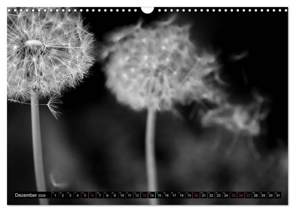 Produktbild: Pusteblume - Impressionen in schwarzwei&szlig; (Wandkalender 2026 DIN A3 quer), CALVENDO Monatskalender