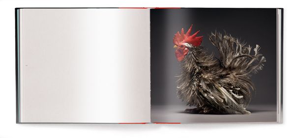 Produktbild: Chicken