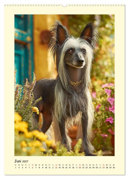 Produktbild: Charme und Grazie. Die Anmut der Chinesischen Schopfhunde (hochwertiger Premium Wandkalender 2027 DIN A2 hoch), Kunstdruck in Hochglanz