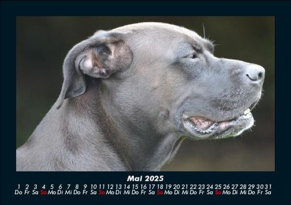 Produktbild: Hunde 2025 Fotokalender DIN A5