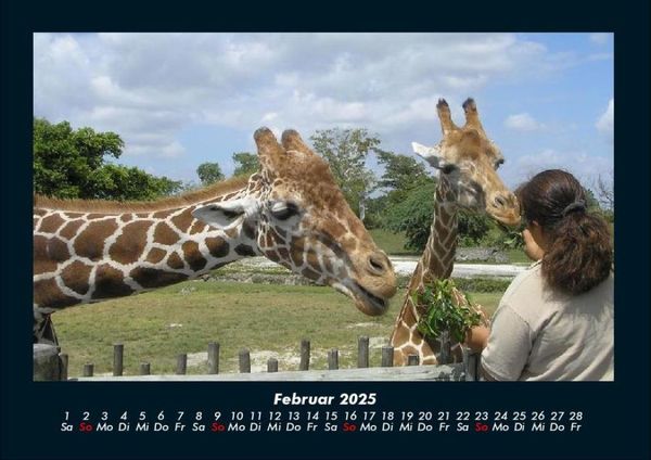 Produktbild: Giraffen 2025 Fotokalender DIN A4