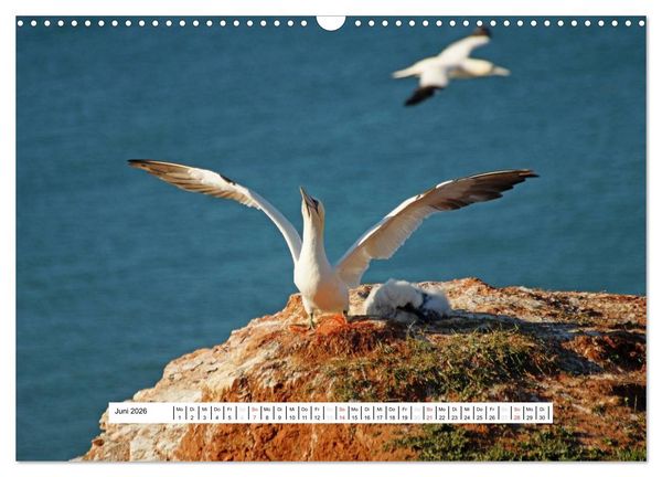 Produktbild: Hochsee-Insel Helgoland (Wandkalender 2026 DIN A3 quer), CALVENDO Monatskalender