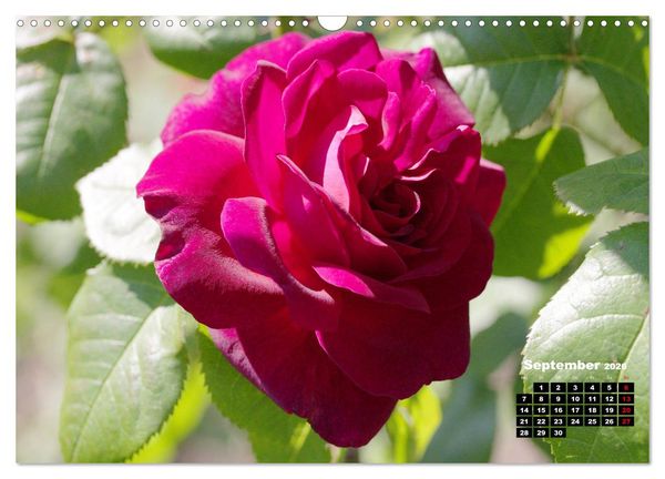 Produktbild: Magie der Rosen (Wandkalender 2026 DIN A3 quer), CALVENDO Monatskalender