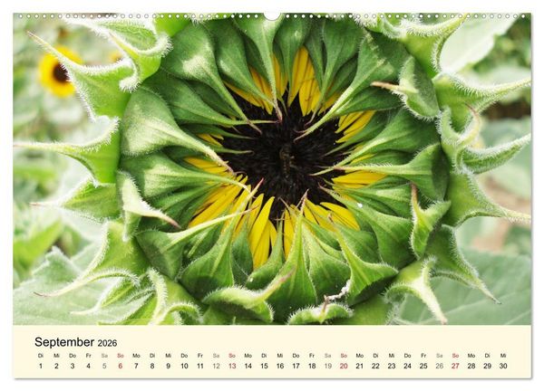 Produktbild: Kraftquelle Gr&uuml;n (hochwertiger Premium Wandkalender 2026 DIN A2 quer), Kunstdruck in Hochglanz