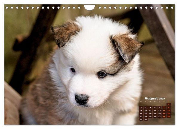 Produktbild: Willkommen auf dieser Welt ihr kleinen Islandhunde (Wandkalender 2027 DIN A4 quer), CALVENDO Monatskalender
