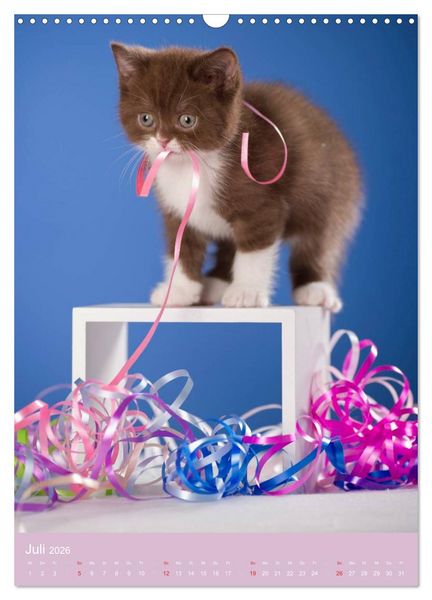 Produktbild: Tierkinder Hunde und Katzen (Wandkalender 2026 DIN A3 hoch), CALVENDO Monatskalender