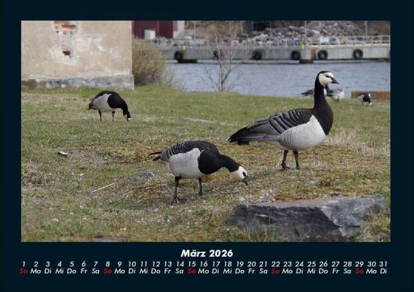 Produktbild: Welt der V&ouml;gel 2026 Fotokalender DIN A4
