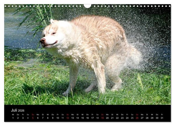 Produktbild: Sibirische Huskys aus Deutschland (Wandkalender 2026 DIN A3 quer), CALVENDO Monatskalender