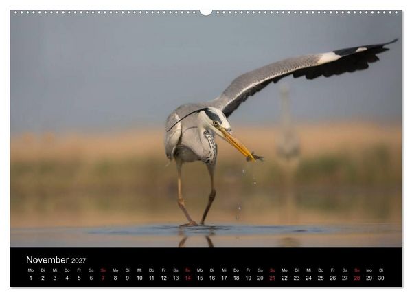 Produktbild: Reiher - Der Tanz auf dem Wasser (Wandkalender 2027 DIN A2 quer), CALVENDO Monatskalender