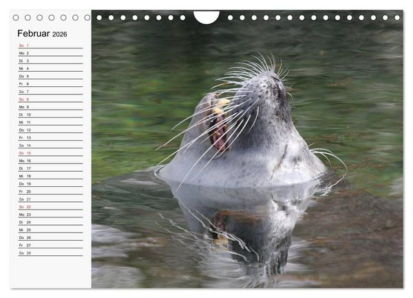 Produktbild: Seehunde und Otter. Putzige Gesellen, perfekte Schwimmer (Wandkalender 2026 DIN A4 quer), CALVENDO Monatskalender