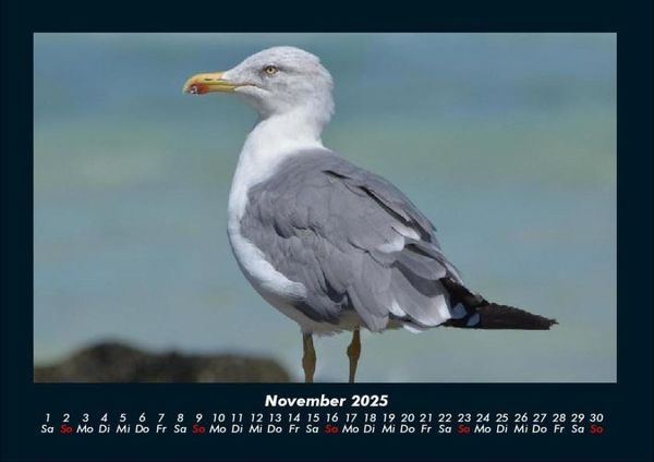 Produktbild: Vogelparadies 2025 Fotokalender DIN A4
