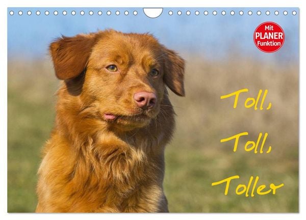 Produktbild: Toll, toll, Toller (Wandkalender 2026 DIN A4 quer), CALVENDO Monatskalender