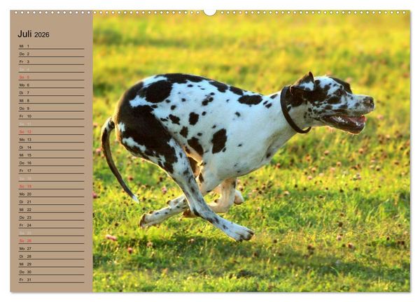 Produktbild: Deutsche Doggen - Sanfte Riesen (hochwertiger Premium Wandkalender 2026 DIN A2 quer), Kunstdruck in Hochglanz