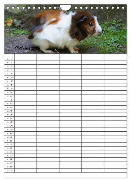Produktbild: Meerschweinchen und Kaninchen Familienplaner (Wandkalender 2026 DIN A4 hoch), CALVENDO Monatskalender