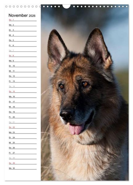 Produktbild: Deutscher Sch&auml;ferhund - unser bester Freund (Wandkalender 2026 DIN A3 hoch), CALVENDO Monatskalender