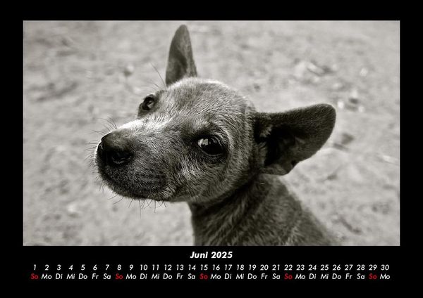 Produktbild: Welpen 2025 Fotokalender DIN A3
