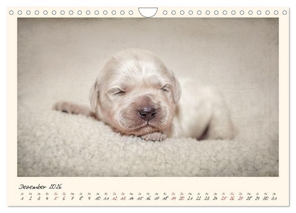 Produktbild: Golden Retriever... Herzenshunde (Wandkalender 2026 DIN A4 quer), CALVENDO Monatskalender