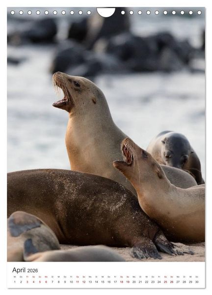 Produktbild: Galapagos - Atemberaubende Tierwelt (Wandkalender 2026 DIN A4 hoch), CALVENDO Monatskalender