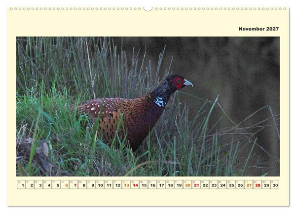 Produktbild: Tierwelt der W&uuml;mmeniederung (Wandkalender 2027 DIN A2 quer), CALVENDO Monatskalender