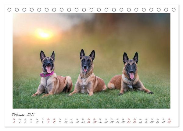 Produktbild: Traumhund Malinois (Tischkalender 2026 DIN A5 quer), CALVENDO Monatskalender