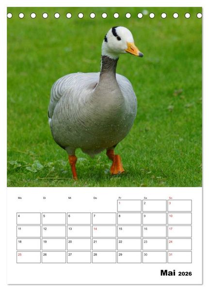 Produktbild: Gl&uuml;ckliche G&auml;nse (Tischkalender 2026 DIN A5 hoch), CALVENDO Monatskalender