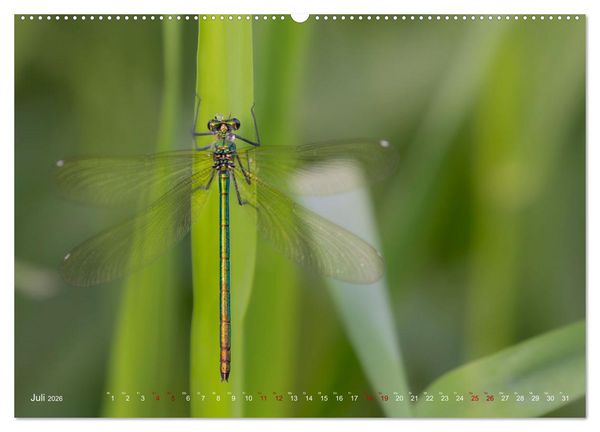Produktbild: Naturwunder Libellen (Wandkalender 2026 DIN A2 quer), CALVENDO Monatskalender