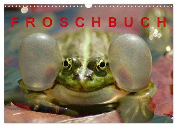 Produktbild: FROSCHBUCH (Wandkalender 2026 DIN A3 quer), CALVENDO Monatskalender