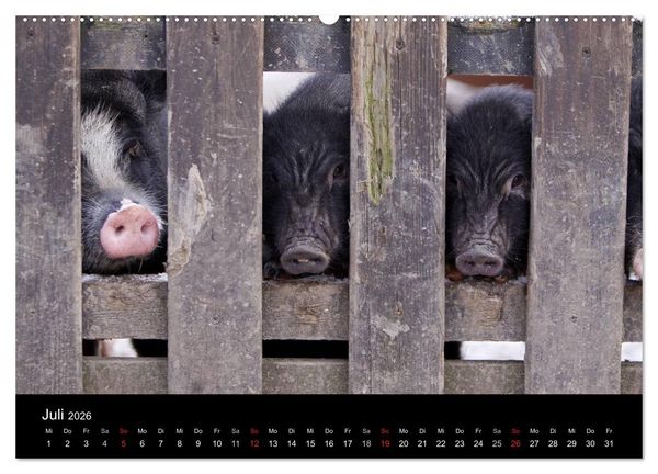 Produktbild: Schweinereien (Wandkalender 2026 DIN A2 quer), CALVENDO Monatskalender
