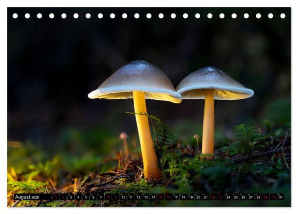 Produktbild: Wilde Pilze: Ein Kalender f&uuml;r Naturbegeisterte (Tischkalender 2026 DIN A5 quer), CALVENDO Monatskalender