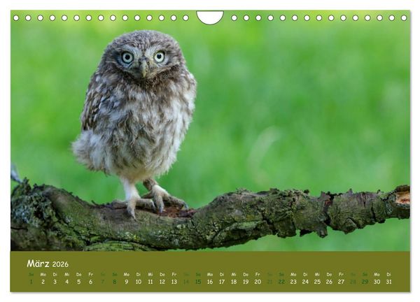 Produktbild: Steink&auml;uze (Athene noctua) (Wandkalender 2026 DIN A4 quer), CALVENDO Monatskalender