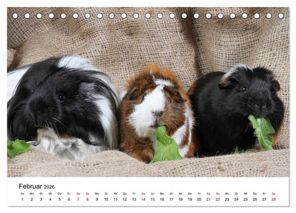 Produktbild: Unsere Meerschweinchen (Tischkalender 2026 DIN A5 quer), CALVENDO Monatskalender
