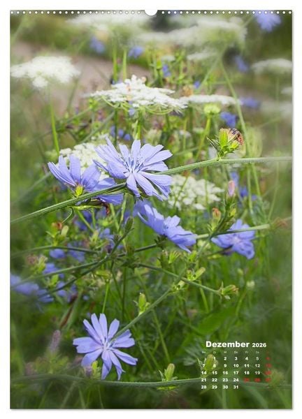 Produktbild: Ein Spaziergang &uuml;ber eine Sommerwiese (Wandkalender 2026 DIN A2 hoch), CALVENDO Monatskalender
