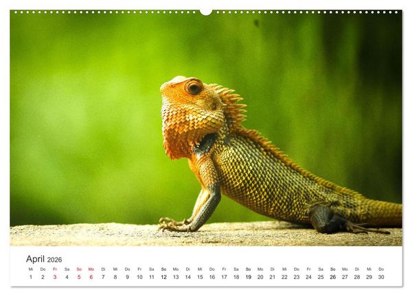 Produktbild: Reptilien - Tierische Farbenpracht (hochwertiger Premium Wandkalender 2026 DIN A2 quer), Kunstdruck in Hochglanz