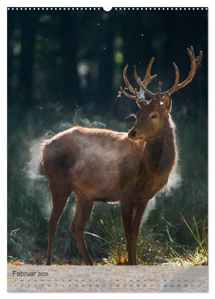Produktbild: Emotionale Momente: Hirschbrunft (Wandkalender 2026 DIN A2 hoch), CALVENDO Monatskalender