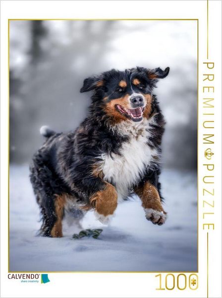 CALVENDO Puzzle Berner Sennehund tobt im Schnee | 1000 Teile Lege-Größe 64x48cm Foto-Puzzle für glückliche Stunden