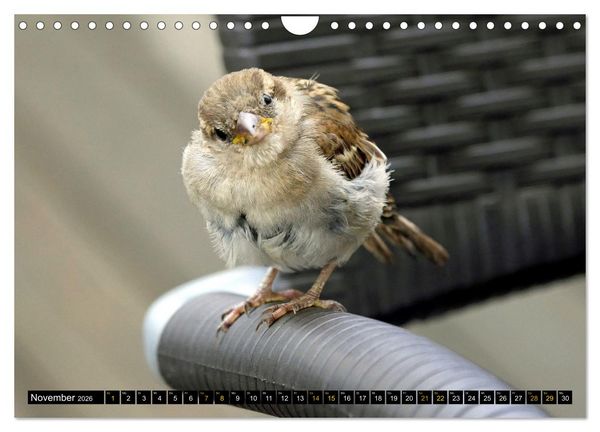 Produktbild: V&ouml;gel im Fokus - Ausdrucksstarke Vielfalt in der Vogelwelt (Wandkalender 2026 DIN A4 quer), CALVENDO Monatskalender