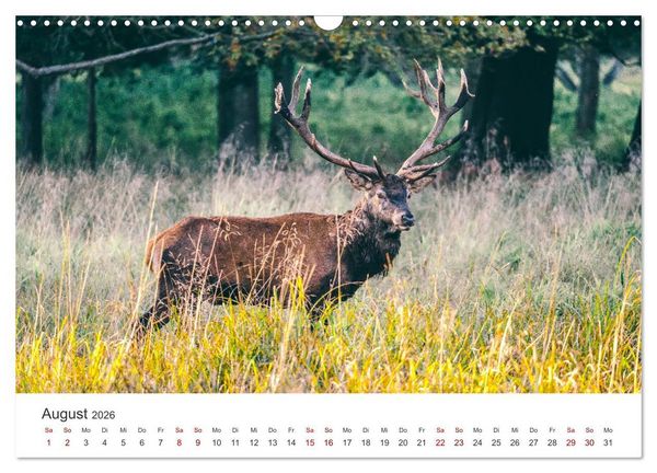Produktbild: Rothirsche - Die imposanten K&ouml;nige der W&auml;lder. (Wandkalender 2026 DIN A3 quer), CALVENDO Monatskalender