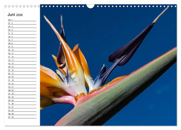 Produktbild: Strelitzien - die Paradiesv&ouml;gel unter den Blumen (Wandkalender 2026 DIN A3 quer), CALVENDO Monatskalender