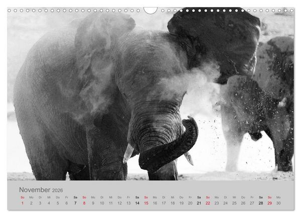 Produktbild: Die Seelen der wilden Tiere (Wandkalender 2026 DIN A3 quer), CALVENDO Monatskalender