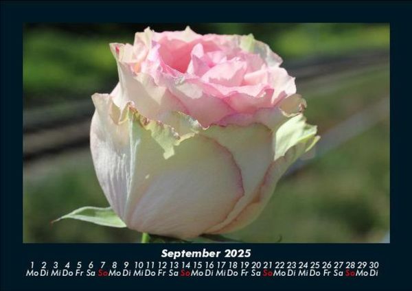 Produktbild: Blumentr&auml;ume 2025 Fotokalender DIN A5