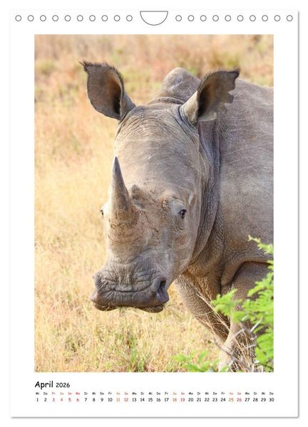 Produktbild: S&Uuml;DAFRIKA - WILDTIERE IM PORTRAIT (Wandkalender 2026 DIN A4 hoch), CALVENDO Monatskalender