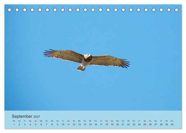 Produktbild: Flamingo und Co - Faszinierende Vogelwelt S&uuml;dfrankreichs (Tischkalender 2027 DIN A5 quer), CALVENDO Monatskalender