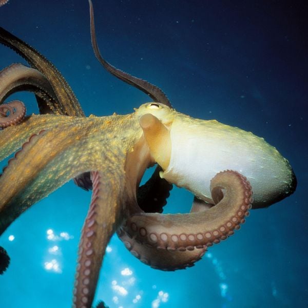 Produktbild: Meerestiere / Sea Creatures 2027