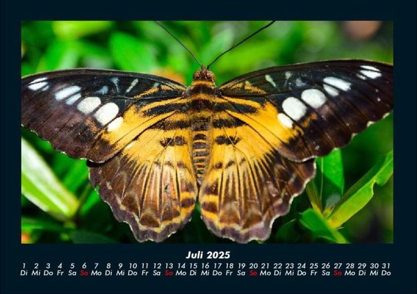 Produktbild: Tierkalender 2025 Fotokalender DIN A4